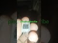 transistor devote Islamic Islamic and resistance resistance