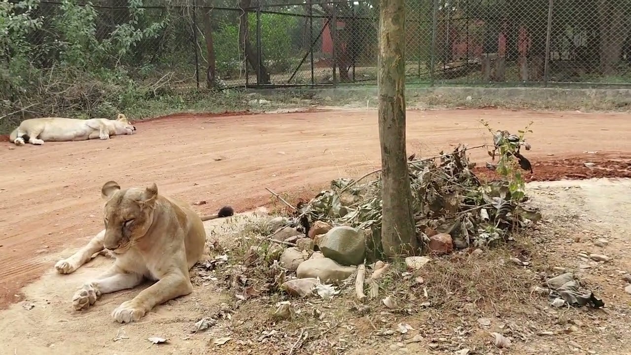 శ్రీ వెంకటేశ్వర జూ తిరుపతిలో