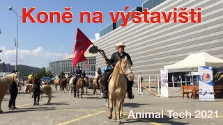 Vzali jsme koně do Brna na výstaviště 🐎 Animal Tech 2021 ★ Horse Show ★ Mountain Trail | VLOG