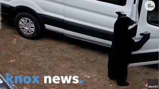 WOW! Bear opens car doors in Gatlinburg and steals popcorn