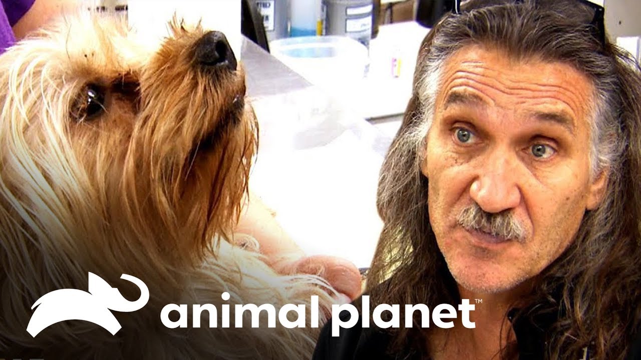 Cadela come chocolate com cannabis | Veterinário das montanhas | Animal Planet Brasil