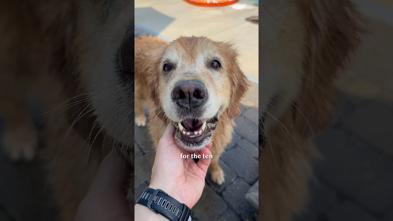 suprising my dog for her 10th birthday 🥺