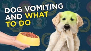 Dog Vomiting and What to Do