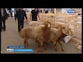 В Астраханскую область привезли племенных баранов и коз