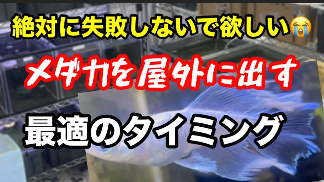 メダカ飼育とは？雑にやる事と慎重になる事！