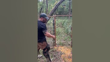 How we set our hog traps up