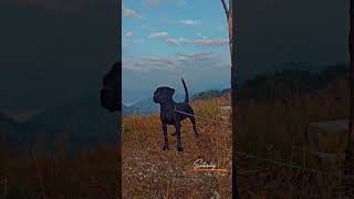 Cute rottweiler mix lebrador 6 month old dog 🐕 ..#labrador #doglover #rottweiler ...//