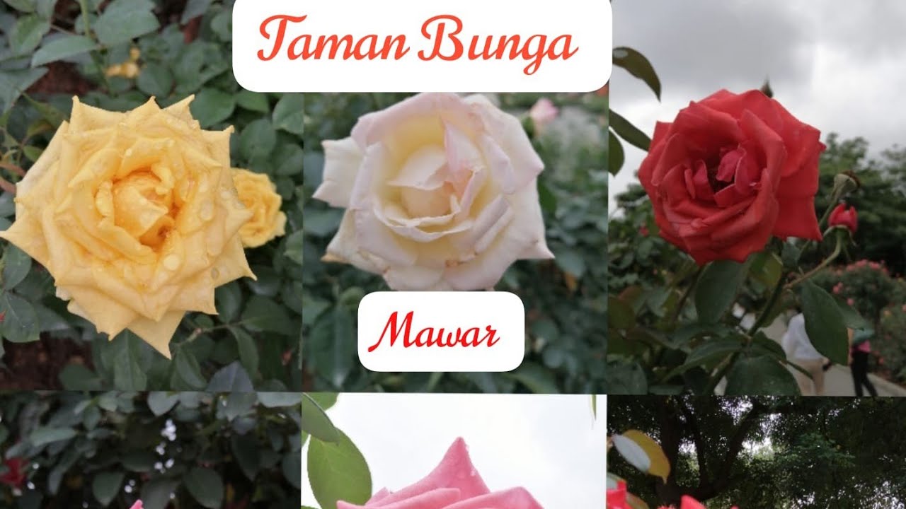 VLOG DITAMAN SHEN ZHEN CHINA #bundaneiwan