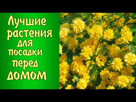 ЧТО ПОСАДИТЬ перед ДОМОМ? Лучшие растения для посадки перед домом.Цветник-клумба возле дома.