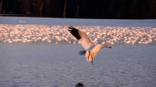 [4K] SNOW GEESE /THE FLIGHT OF WHITE GEESE IS AMAZING! Wildlife 🇺🇸 by ALICE IN USA 296 views 2 months ago 26 minutes