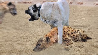 Kangal can Kill a Spotted Hyena!