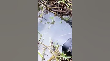 Câu ca kiểu moi cua dan tra vinh .tại bệnh viện minh tâm