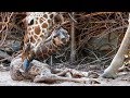 Unik giraffødsel på Savannen | Copenhagen Zoo
