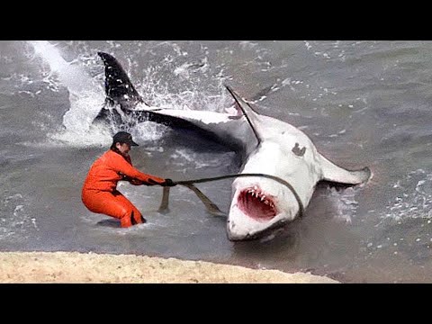 10 შემთხვევა, როდესაც ცხოველმა ადამიანს დახმარება სთხოვა