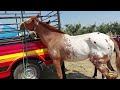 PLAZA GANADERA CUATRO CAMINOS-INCREIBLE VARIEDAD DE GANADO Y UN BORREGO CRUZADO CON CHIVO..