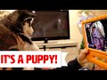 Emotional Reveal!! *Our Surprise Puppy Christmas Gift!!