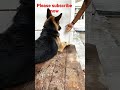 German Shepherd dog Handshake #germanshepherd #village #handshake #short #share