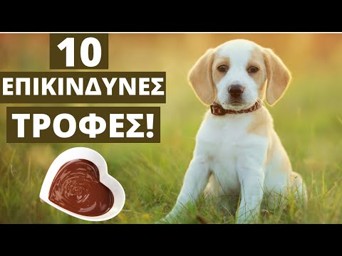 10 Τροφές Που Μπορούν Να Σκοτώσουν Το Σκύλο Σας (Επικίνδυνες & Τοξικές)!