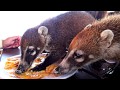 they're earing off our plate - Wild COATI Mundi
