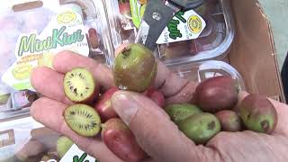 Mini Kiwi - informacje o owocu oraz uprawie