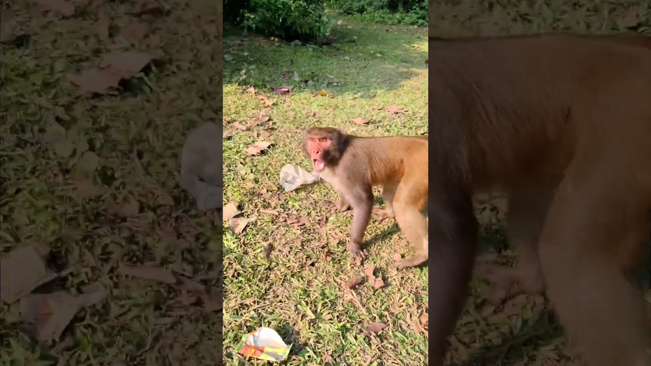 👉 Funny Monkey Moment You’ll Love 🐒😂