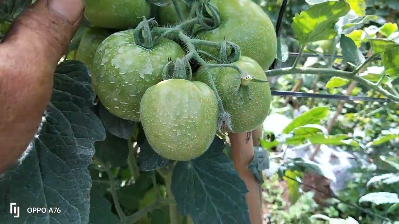 TRỒNG CÀ CHUA_Tập 70: Cách nhận biết quả cà chua thiếu phân