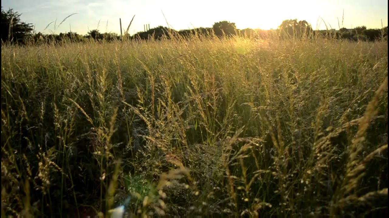 Midsummer, green grass field. Amager Fælled 21-06-2012 - YouTube