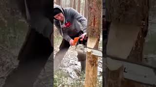 Cutting trees with a chainsaw using fast neat techniques for maximum clean daily wood use!