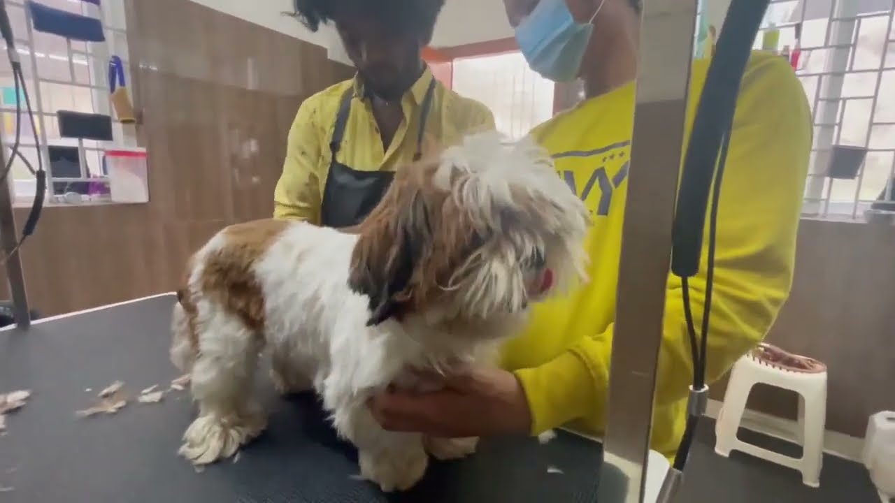 Transform Your Shih Tzu's Look with This Stunning Grooming Tutorial!