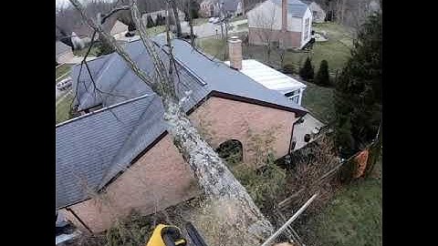 Dying locust tree...removal