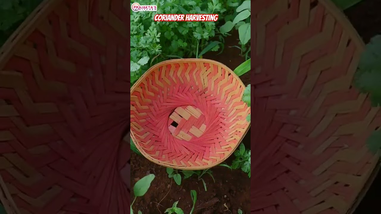 organic Coriander harvesting 