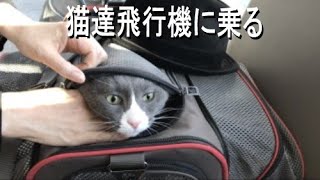 猫たち飛行機に乗る　Cats in flight to Tokyo