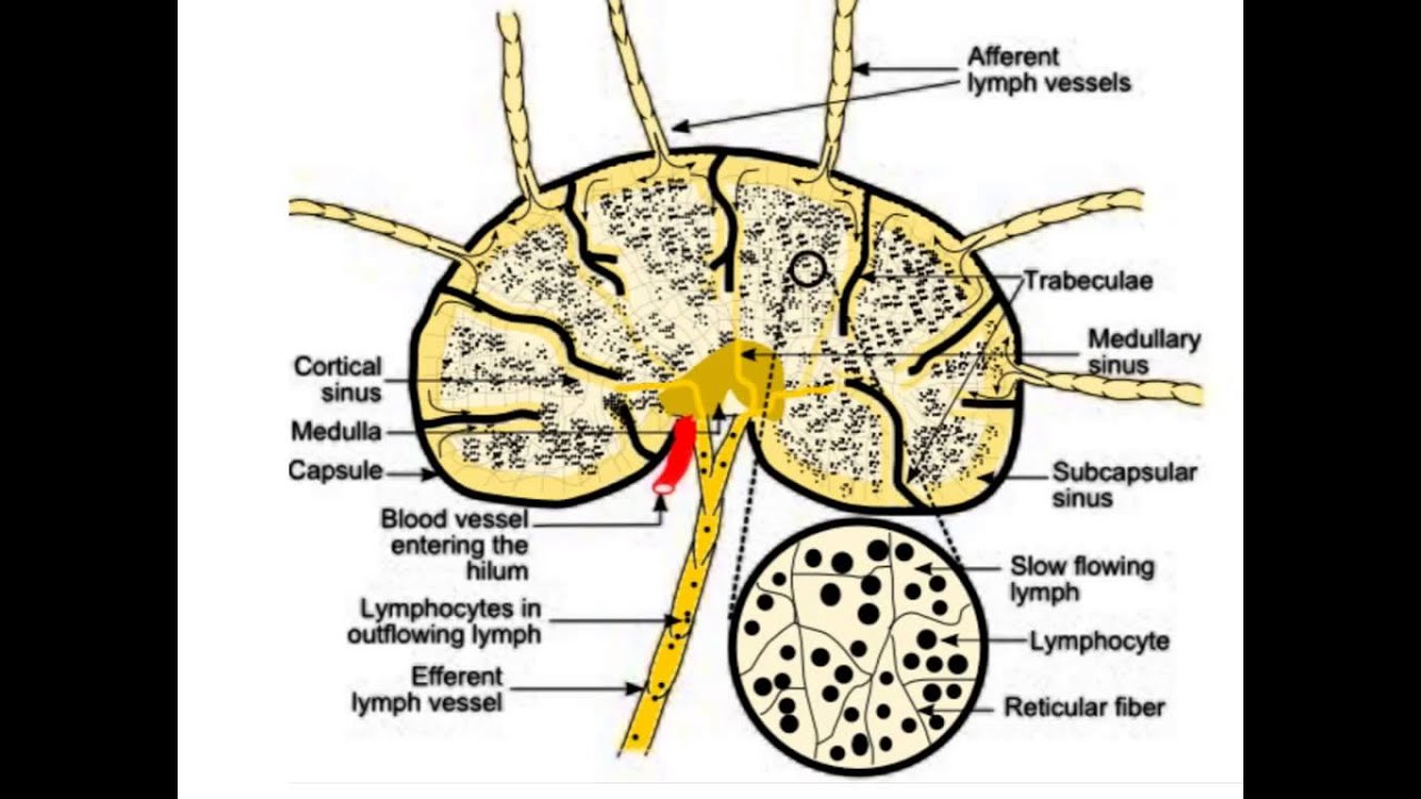 Лимфоузлы структурны. Схема строения лимфатического узла. Схема строения лимфатического узла иммунология. Строение лимфатического узла гилус. Синусы лимфатического узла.