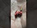 How To Put Fishing Bait to a Hook #shorts #fishing #tutorial