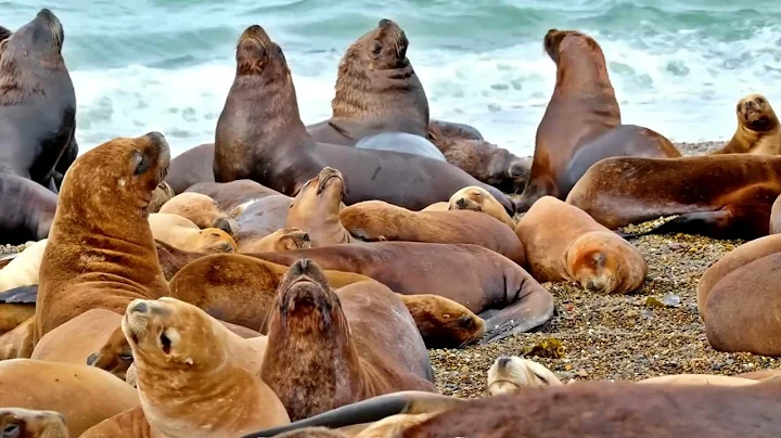 🏔️✨ "Patagonia in 4K - Incredible Scenes & Uncovering Hidden Gems | Wild Moon " 🇦🇷🇨🇱