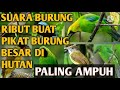 suara burung ribut ANDALAN yang terbukti ampuh 💯% pikat burung di mana saja