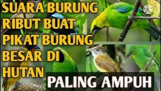 suara burung ribut ANDALAN yang terbukti ampuh 💯% pikat burung di mana saja