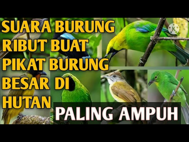 suara burung ribut ANDALAN yang terbukti ampuh 💯% pikat burung di mana saja class=