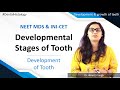 Dental Histology - Development and growth of teeth - Developmental Stages of Tooth