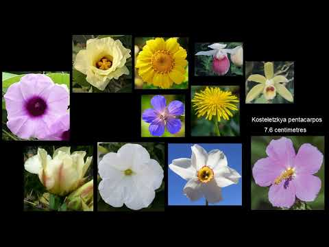 Flower Size Comparison