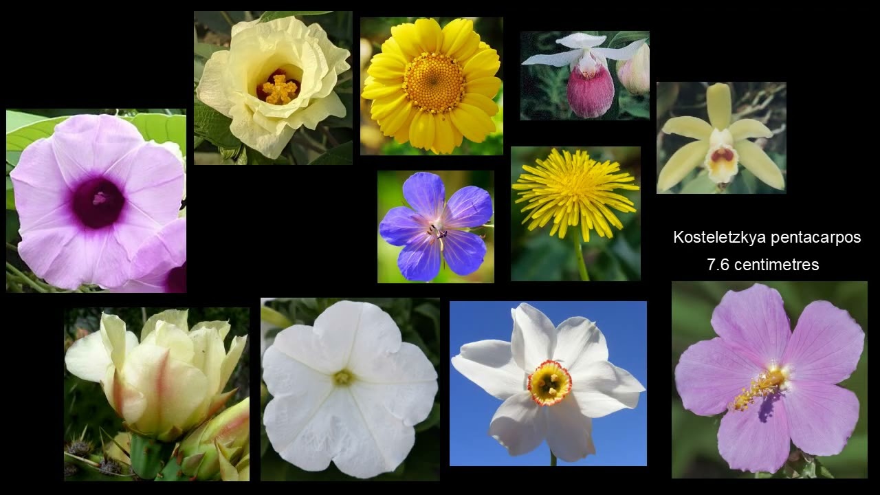 Flower Size Comparison