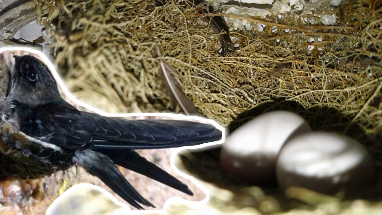 REJEKI!! BURUNG WALET Bikin Sarang di Dalam Rumah