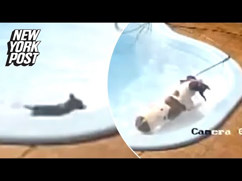 VIDEO: Pitbull plays lifeguard and saves puppy from drowning | New York Post