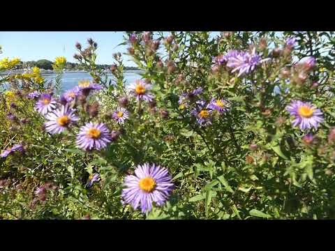 Videó: Calico Aster Plant Info: Ismerje meg a Calico Aster virágok termesztését