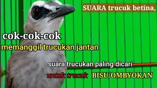 SUARA PANGGILAN TRUCUKAN BETINA PANCINGAN UNTUK JANTAN BAKALAN /OMBYOKAN dan MALAS BUNYI TRucukbahan