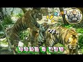 에버랜드 호랑이 '부부싸움후 태호 얼굴에 남아있는 빗금 한줄과 출근길 대소동' Famous Tiger Family in Korea, cat tiger