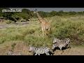 How To See The Big Nine Your 2026 African Safari Guide 