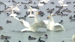 BSN Collection「白鳥の湖」篇
