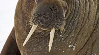 Sonata For Violin And Piano D-Dur 1778 Kv306 300L - Wolfgang Amadeus Mozart