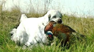 CSCA Hunting with Clumber Spaniels